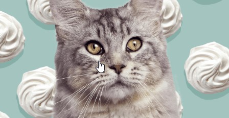 Can Cats Eat Whipped Cream
