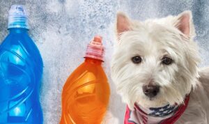 Can Dogs Drink Gatorade