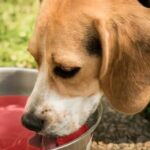 Can Dogs Drink Gatorade