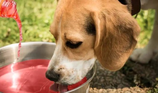 Can Dogs Drink Gatorade