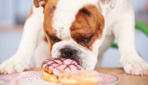 Can Dogs Eat Donuts