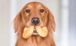 Can Dogs Eat Donuts