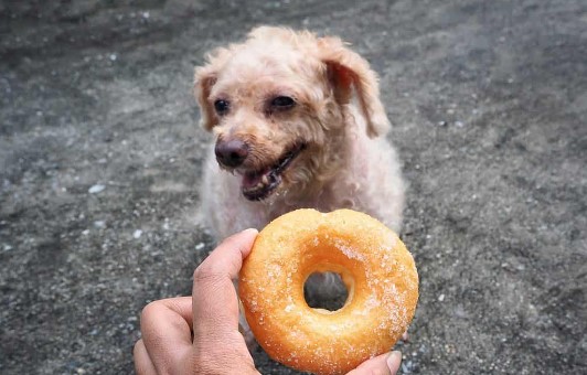 Can Dogs Eat Donuts