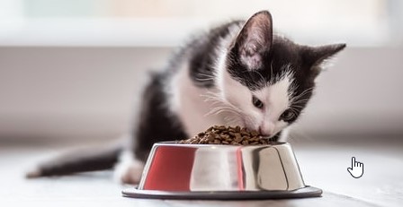 Can Kittens Eat Adult Cat Food
