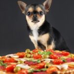 Can Dogs Eat Pepperoni