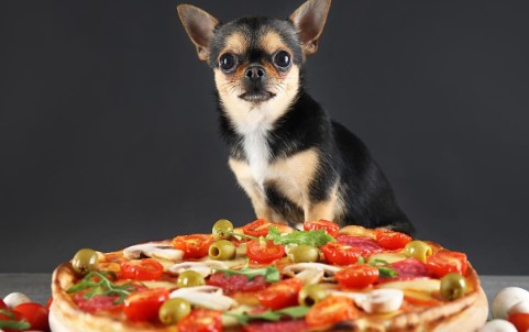 Can Dogs Eat Pepperoni