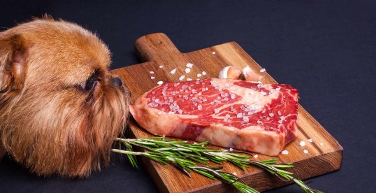 Can Dogs Eat Steak