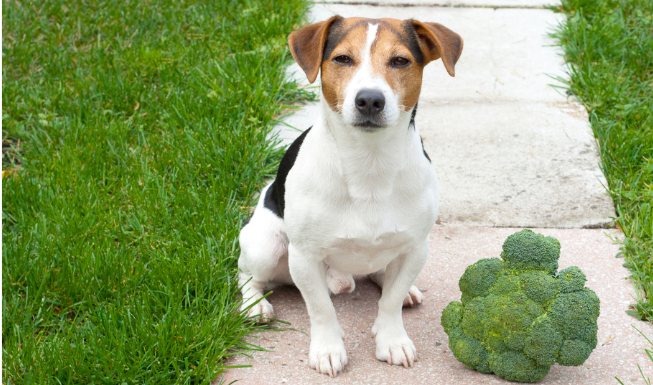 Can Dogs Eat Broccoli